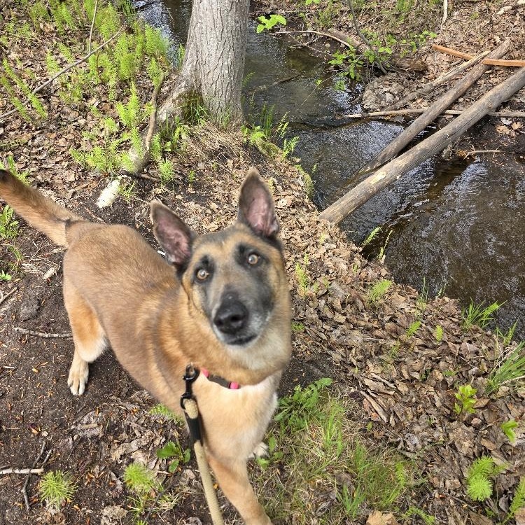 Enlarge Stella, a Adoptable Belgian Shepherd / Malinois in Anchorage, AK image 3/5
