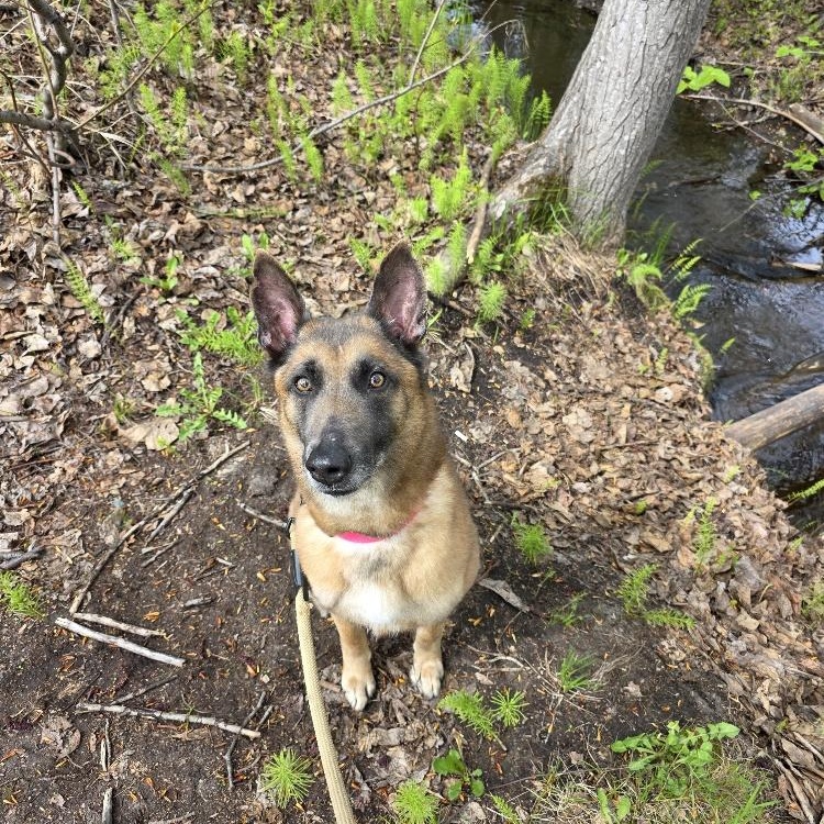 Enlarge Stella, a Adoptable Belgian Shepherd / Malinois in Anchorage, AK image 2/5