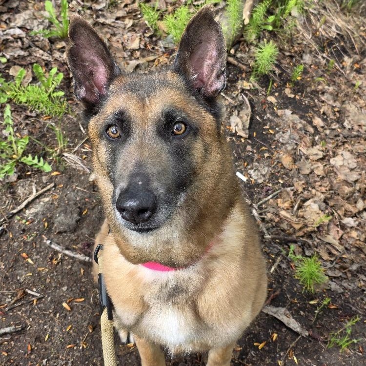 Enlarge Stella, a Adoptable Belgian Shepherd / Malinois in Anchorage, AK image 1/5
