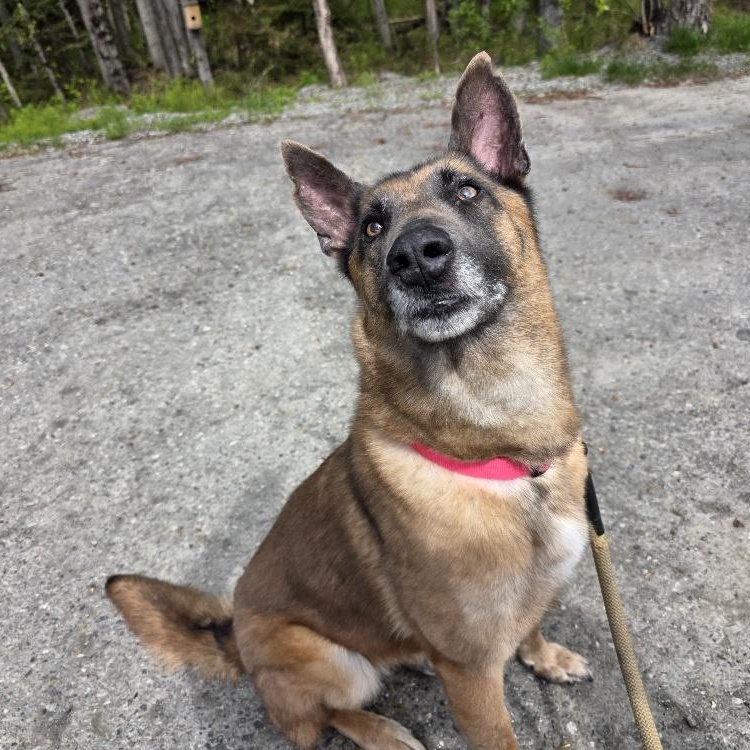 Enlarge Stella, a Adoptable Belgian Shepherd / Malinois in Anchorage, AK image 5/5
