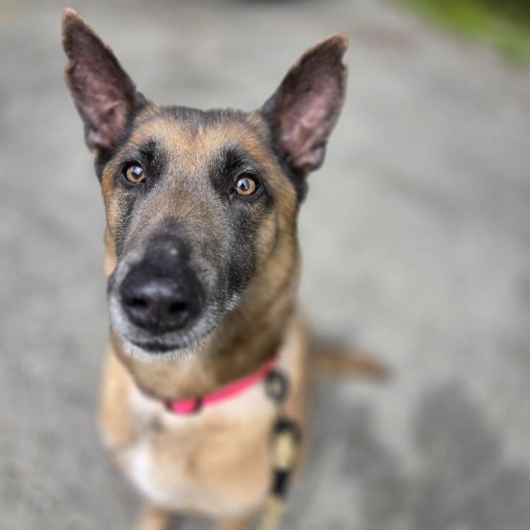 Enlarge Stella, a Adoptable Belgian Shepherd / Malinois in Anchorage, AK image 4/5