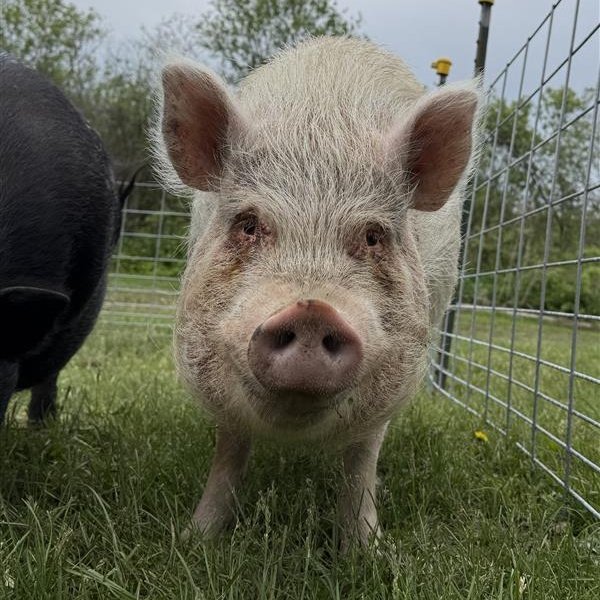 Dwight and Ralph, a ADOPTABLE mixed breed in Cooperstown, NY image 2/3