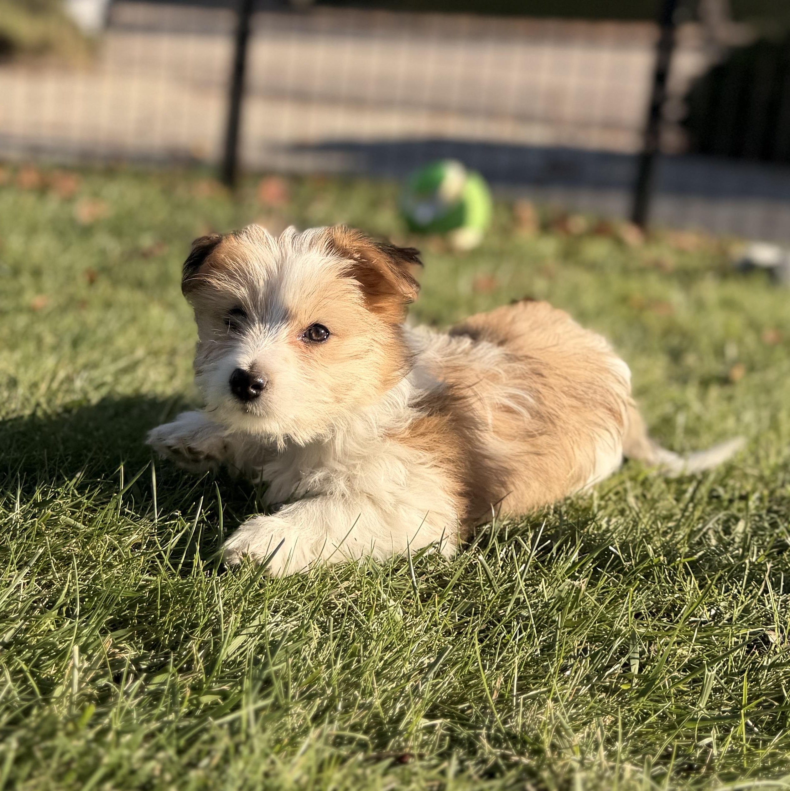 Zippy, ADOPTABLE, Puppy Male Jack Russell Terrier & Miniature Dachshund.