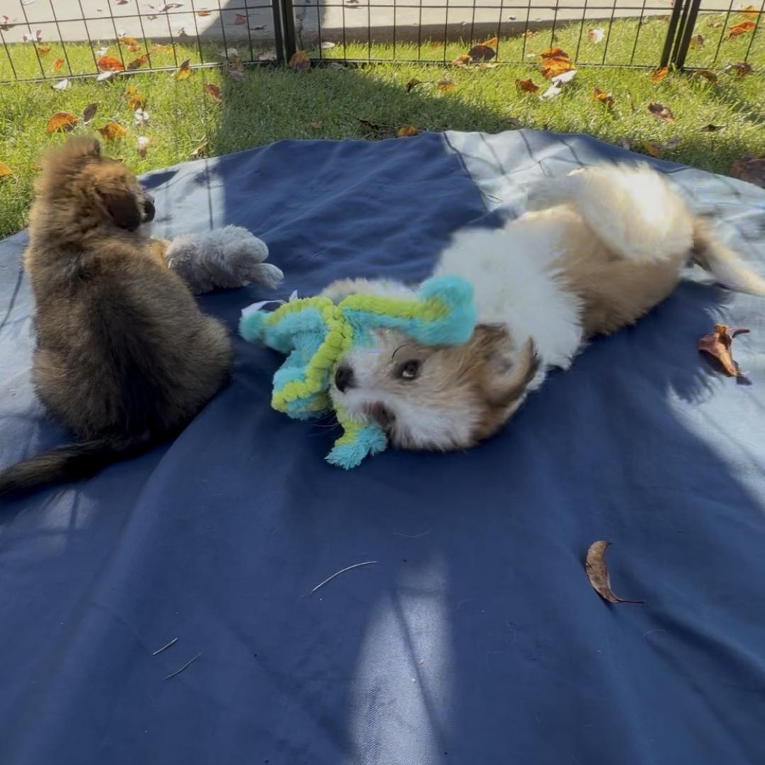 Zippy, a ADOPTABLE mixed breed in Nipomo, CA image 2/5