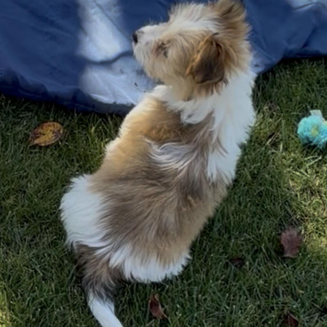 Zippy, a ADOPTABLE mixed breed in Nipomo, CA image 3/5