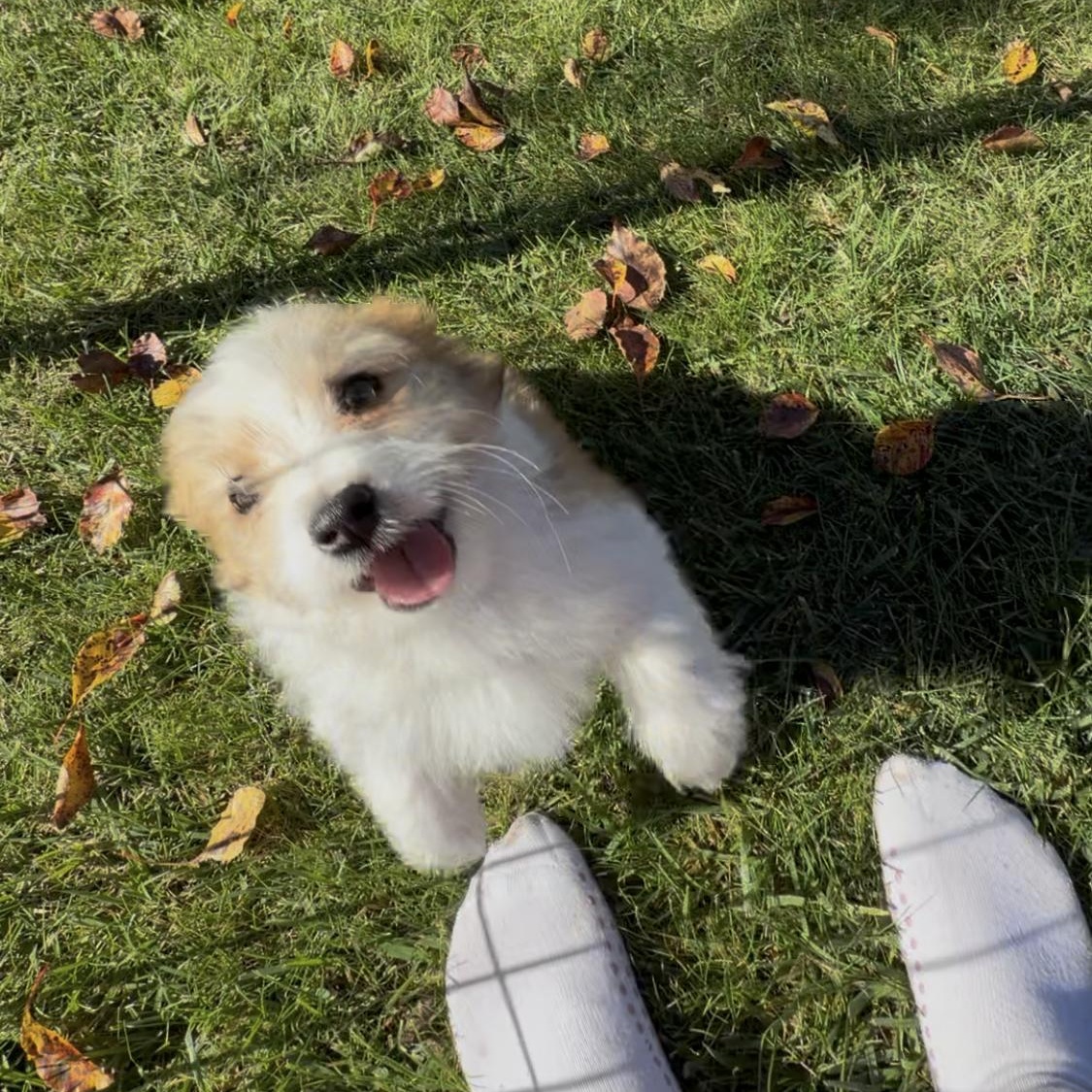 Zippy, a ADOPTABLE mixed breed in Nipomo, CA image 4/5