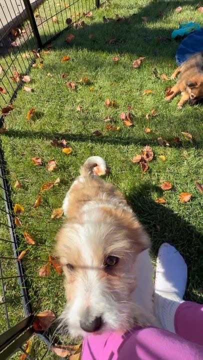 Enlarge Zippy, a ADOPTABLE mixed breed in Nipomo, CA video 5/5