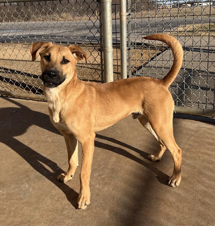 Apple Fritter, ADOPTABLE, Young Male Shepherd.