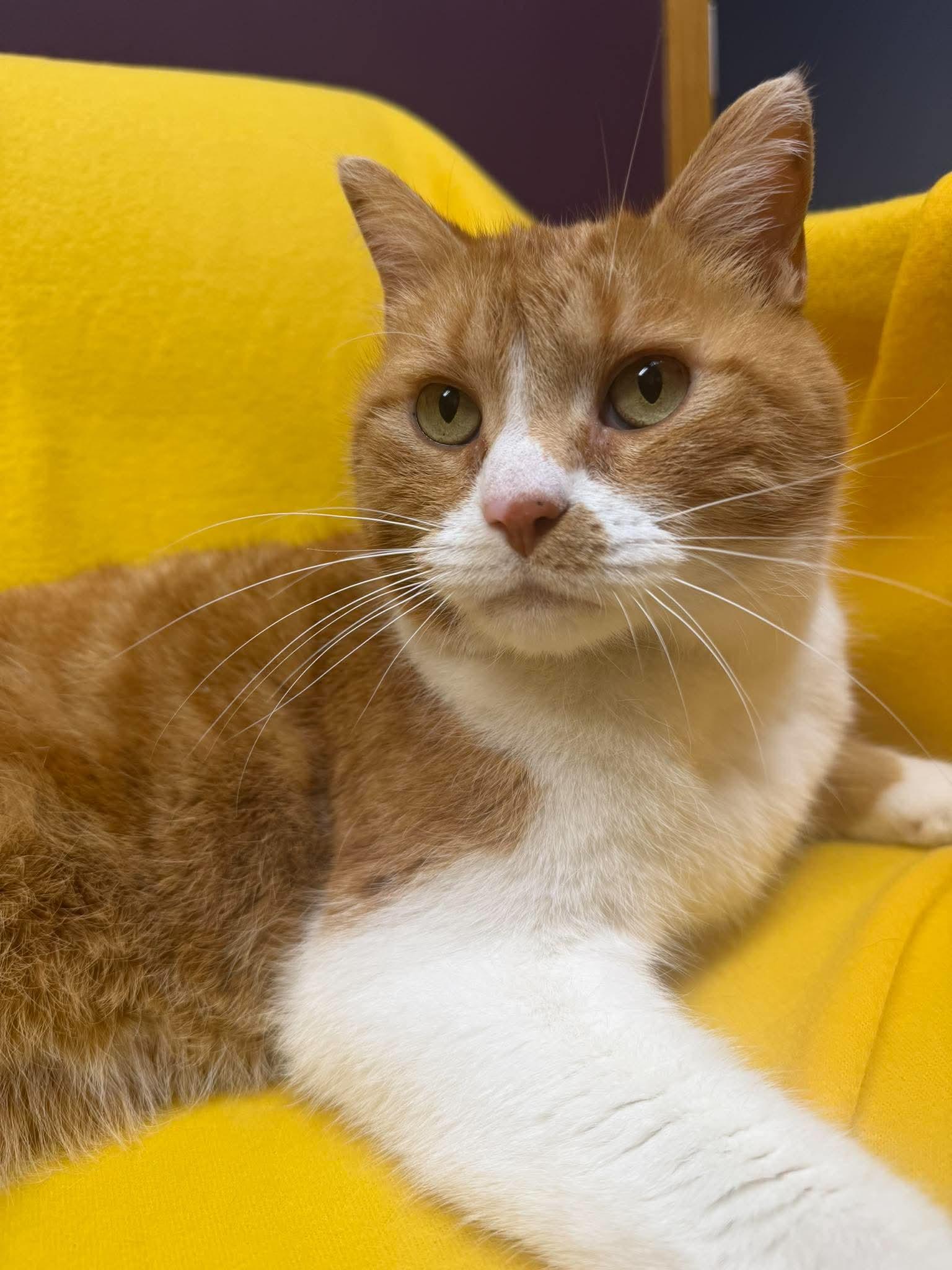 Roosevelt, an adopted Domestic Short Hair in Alexandria, MN image 3/3