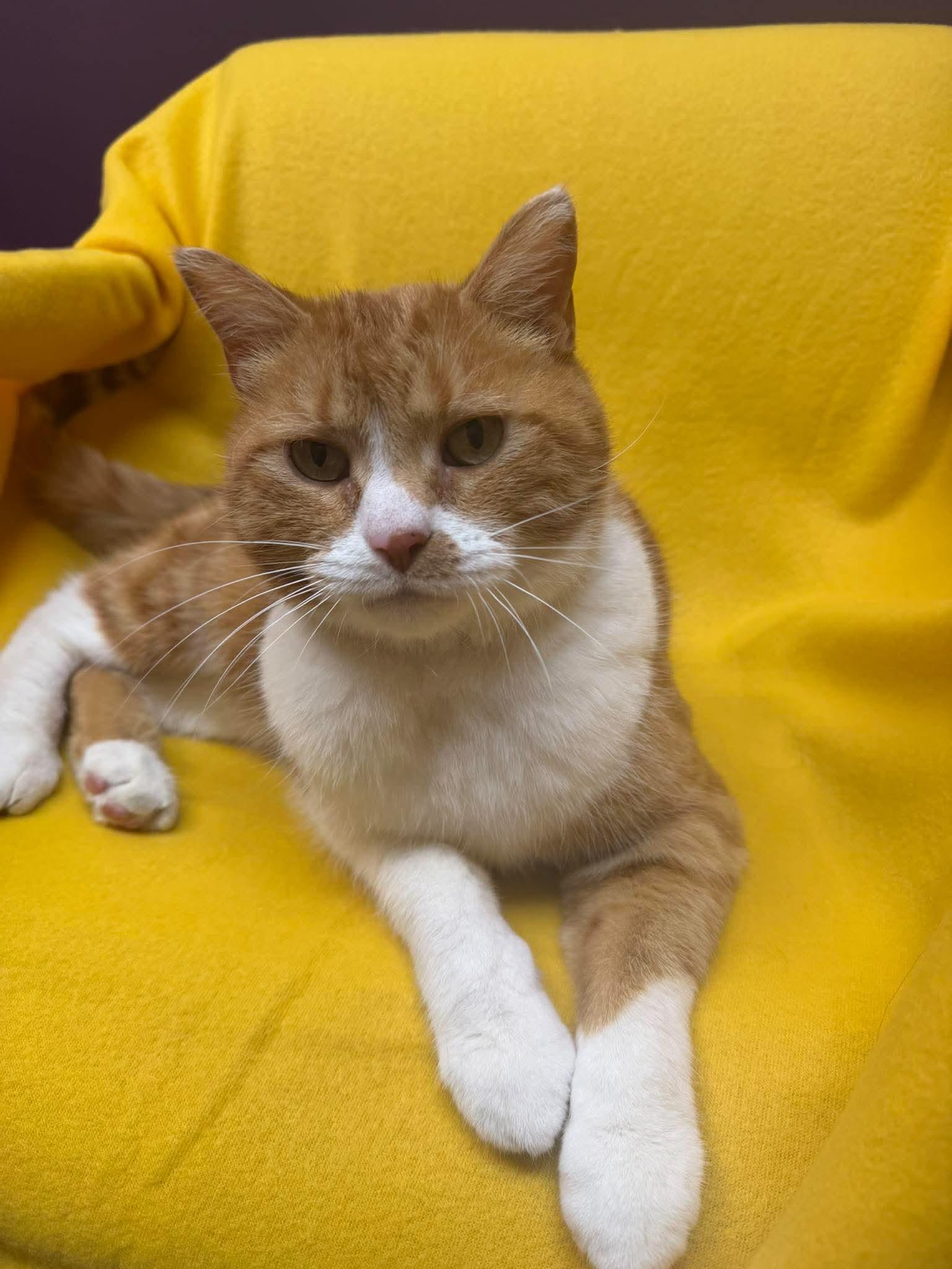 Roosevelt, an adopted Domestic Short Hair in Alexandria, MN image 2/3