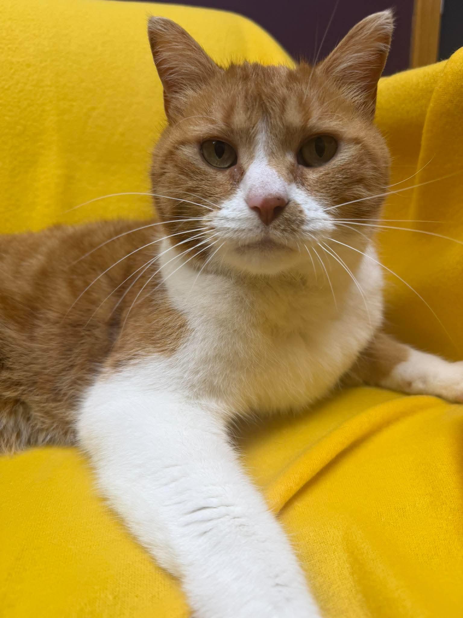 Roosevelt, an adopted Domestic Short Hair in Alexandria, MN image 1/3