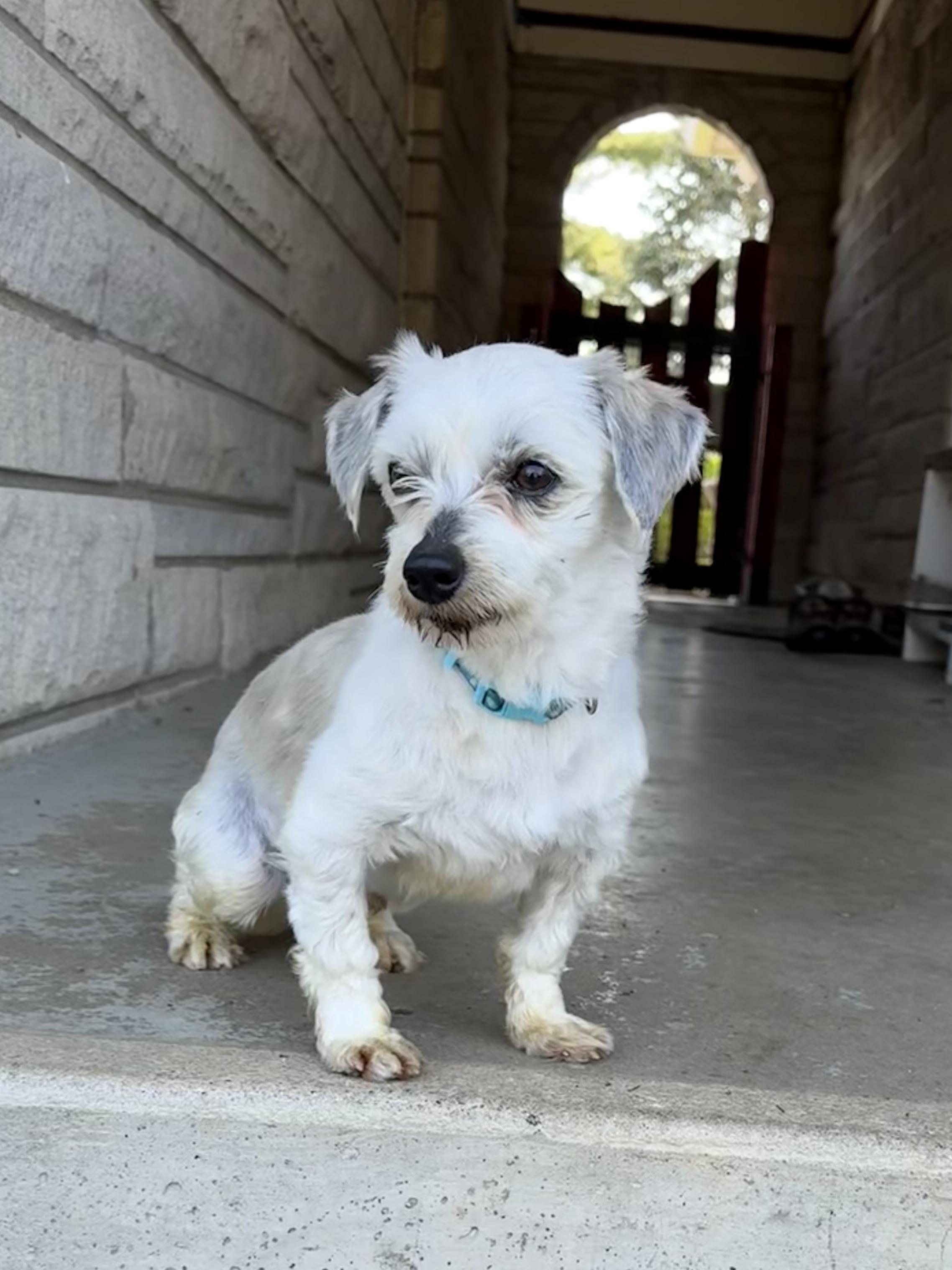 Enlarge Peyton , a ADOPTABLE Morkie in Lexington, KY image 2/3