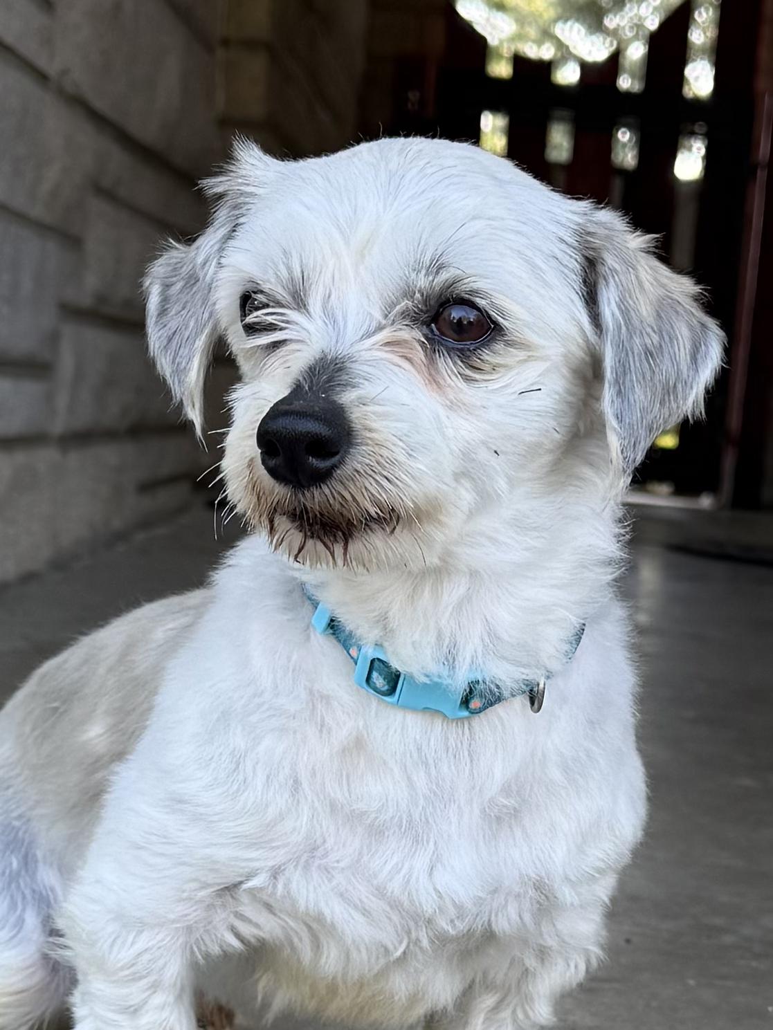 Enlarge Peyton , a ADOPTABLE Morkie in Lexington, KY image 3/3