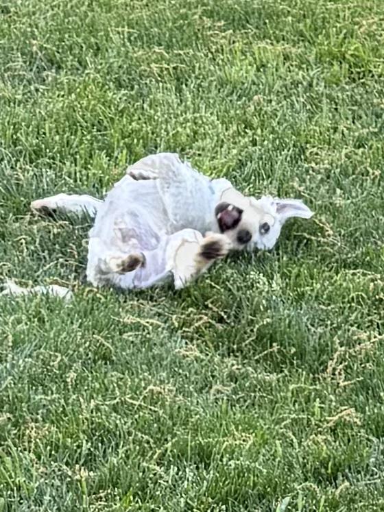 Enlarge Peyton , a ADOPTABLE Morkie in Lexington, KY image 1/3