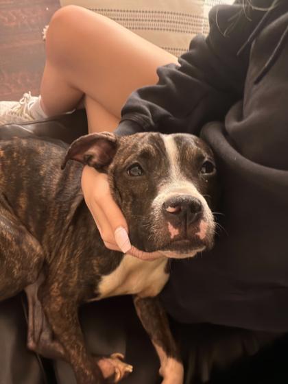 Enlarge Reese (158283) (In a foster home), an adopted Pit Bull Terrier in Baton Rouge, LA image 1/4