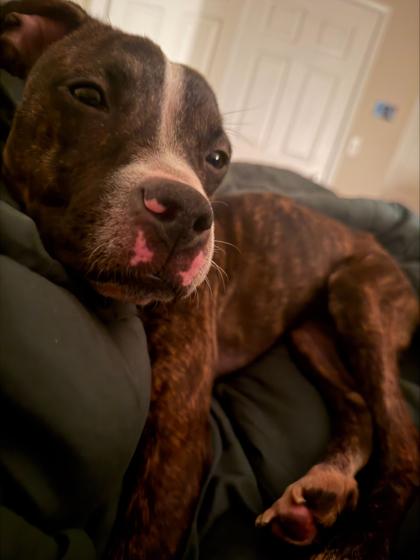 Enlarge Reese (158283) (In a foster home), an adopted Pit Bull Terrier in Baton Rouge, LA image 4/4