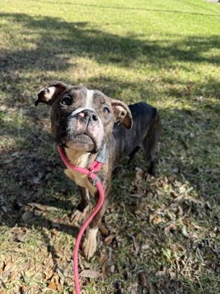 Enlarge Reese (158283) (In a foster home), an adopted Pit Bull Terrier in Baton Rouge, LA image 3/4