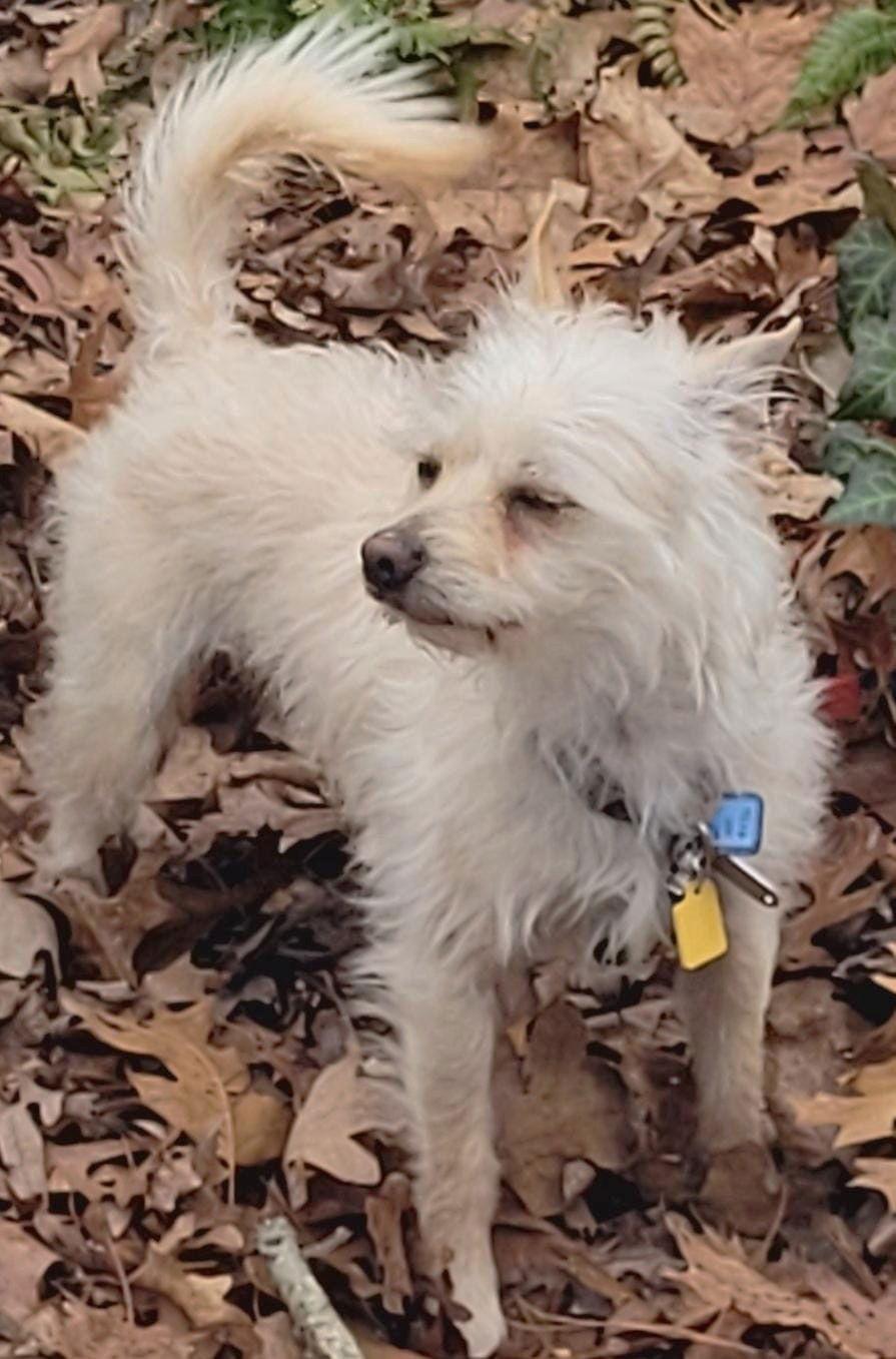 Squeaky McGee, a Adopted mixed breed in Pittsboro, NC image 1/3