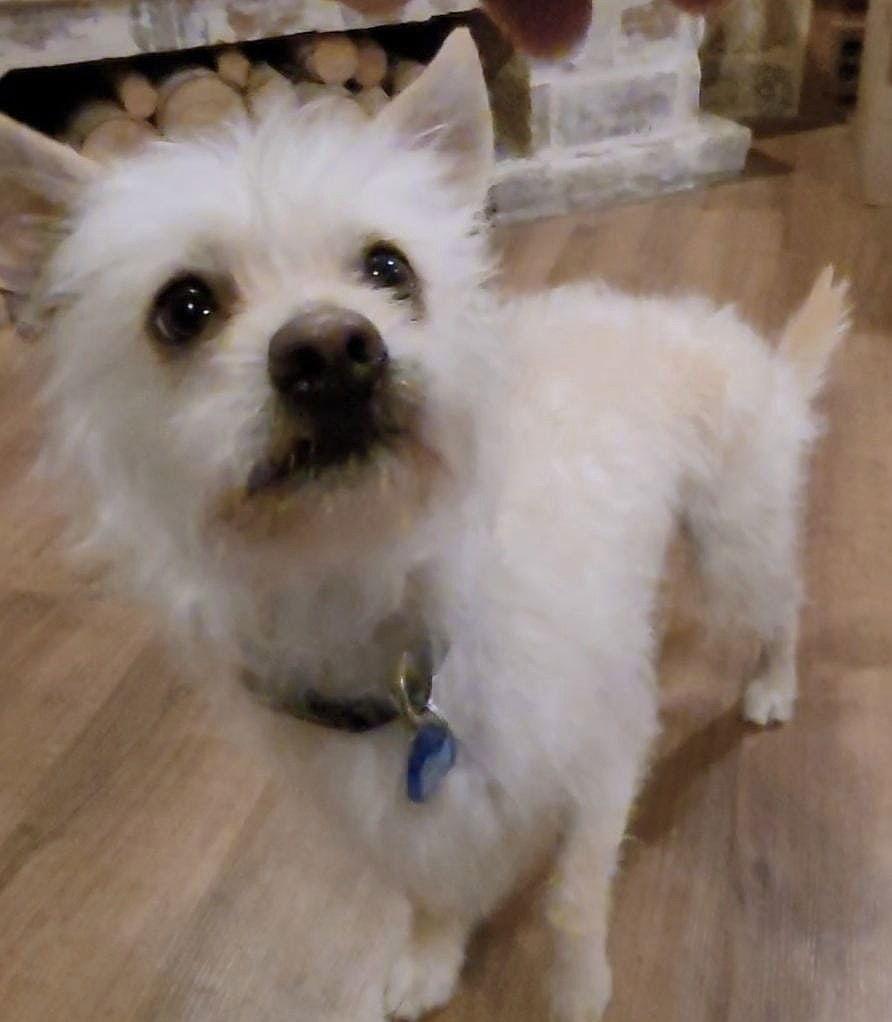 Squeaky McGee, a Adopted mixed breed in Pittsboro, NC image 2/3