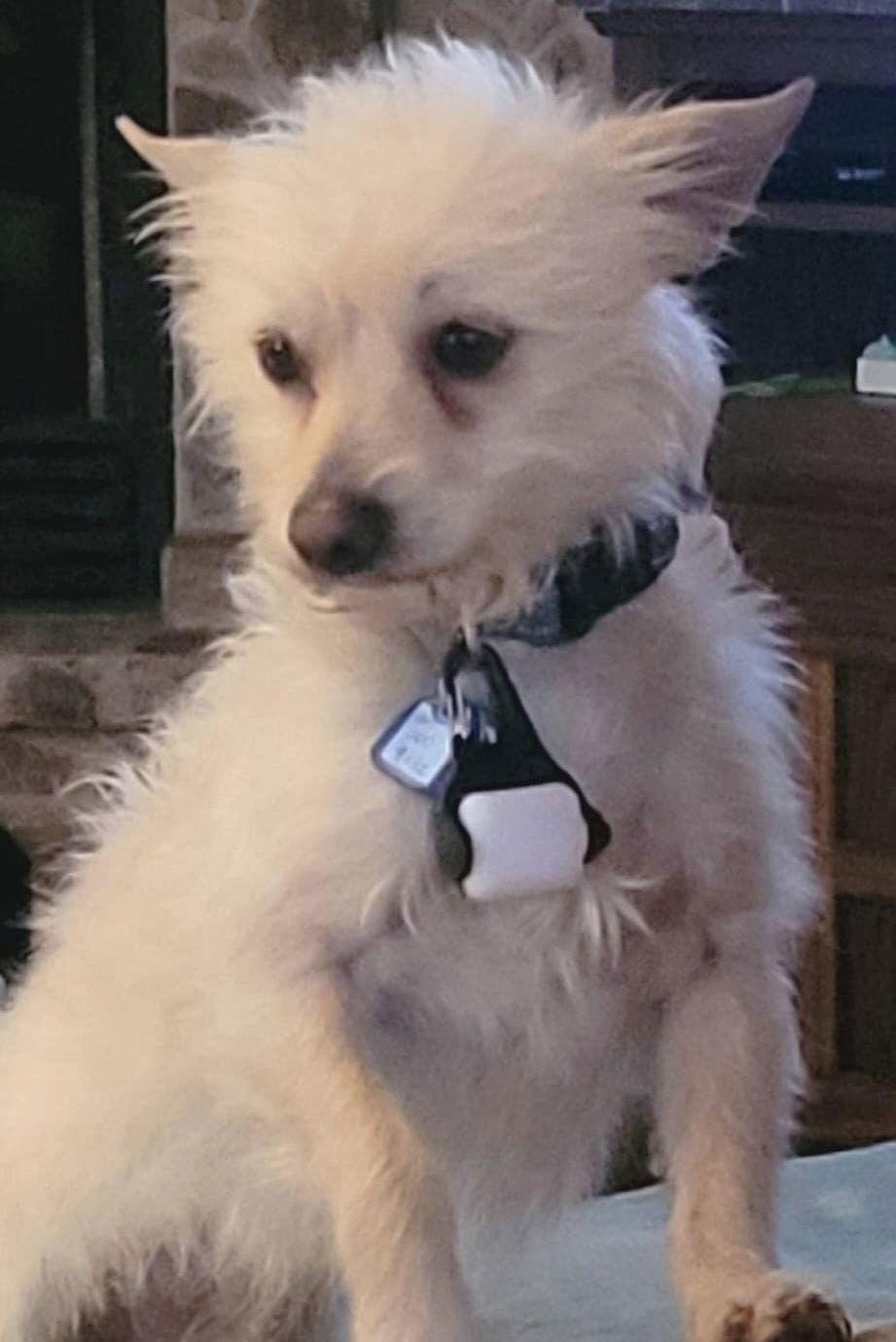 Squeaky McGee, a Adopted mixed breed in Pittsboro, NC image 3/3