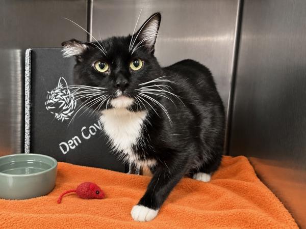 Enlarge Onyx Blaze, a Adoptable mixed breed in New York, NY image 1/2
