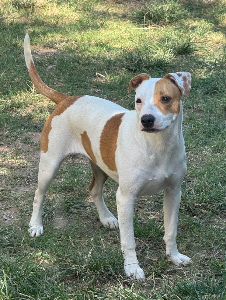 Keno, Adoptable, Young Female Pit Bull Terrier.