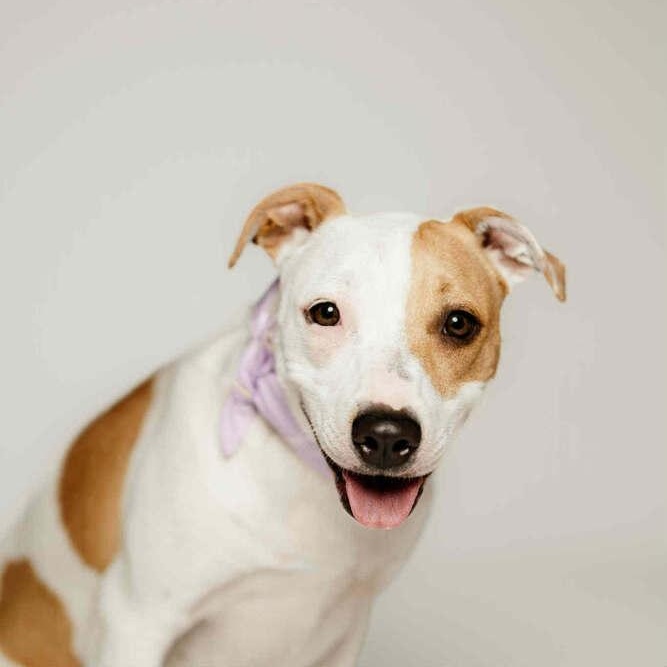 Keno, Adoptable, Young Female Pit Bull Terrier.
