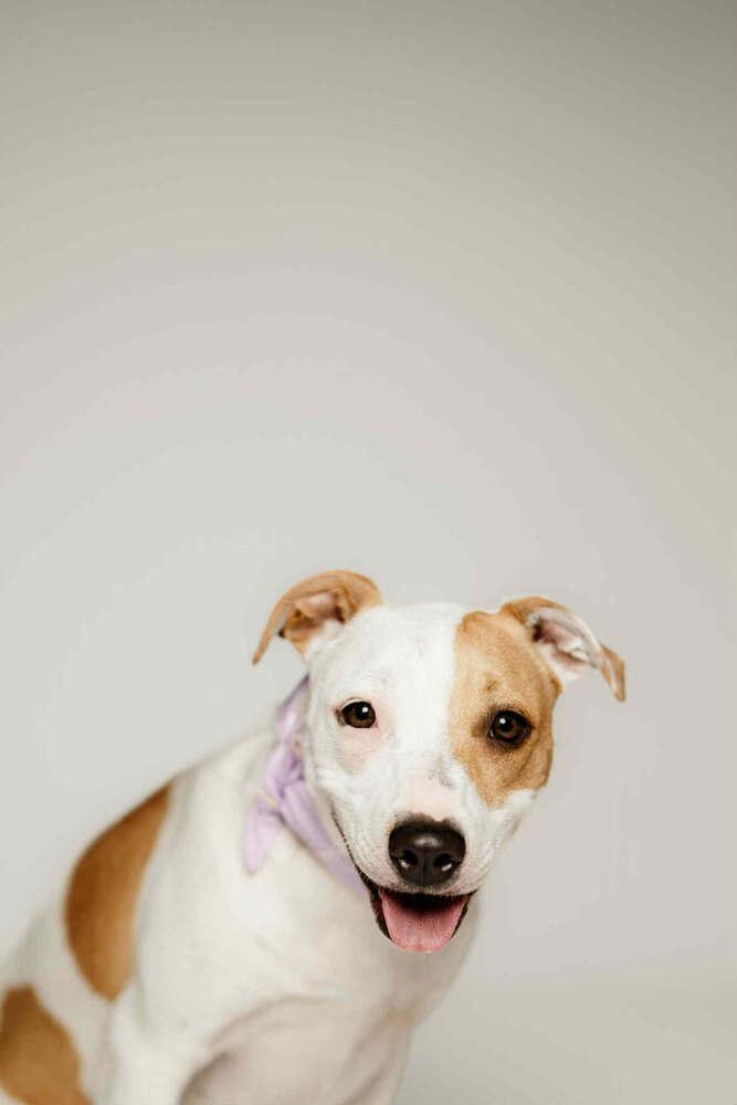 Keno, a Adoptable mixed breed in Spokane, WA image 2/6