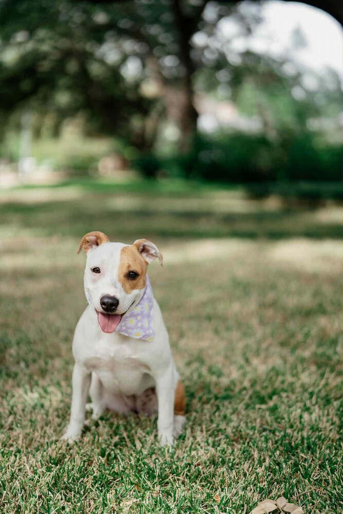 Keno, a Adoptable mixed breed in Spokane, WA image 3/6