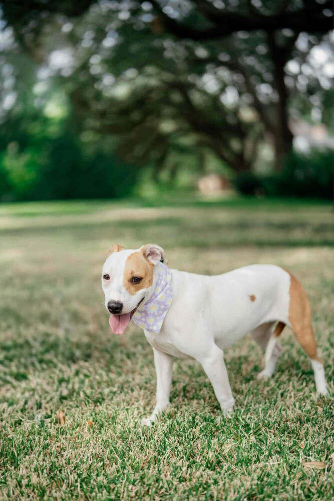 Keno, a Adoptable mixed breed in Spokane, WA image 4/6