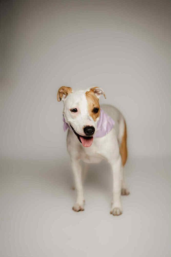 Keno, a Adoptable mixed breed in Spokane, WA image 6/6