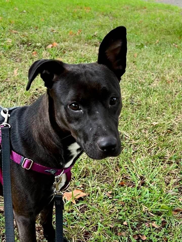 Eleanor, Adoptable, Adult Female Terrier.