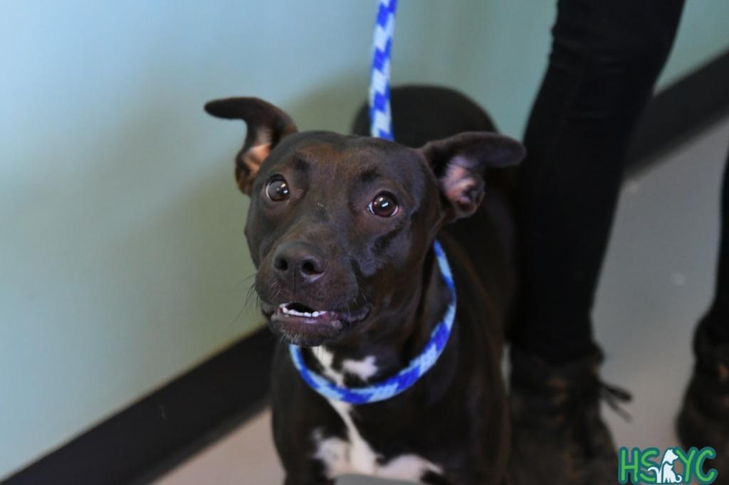 Enlarge Eleanor, a Adoptable mixed breed in Fort Mill, SC image 2/3