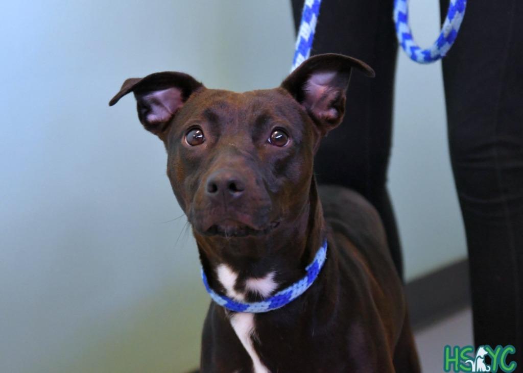 Enlarge Eleanor, a Adoptable mixed breed in Fort Mill, SC image 3/3