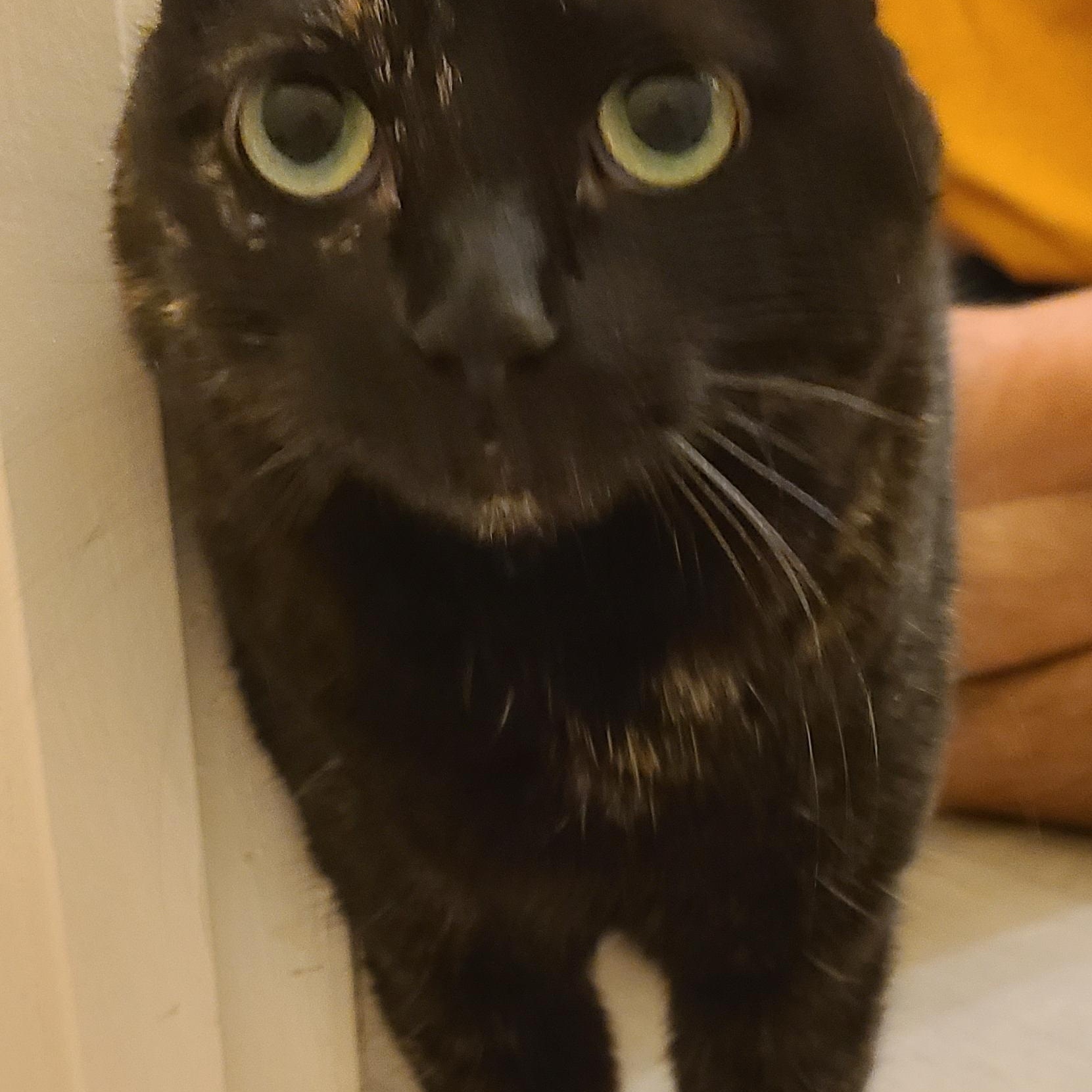 Spigot - Winterville, GA, a Adoptable mixed breed in Athens, GA image 1/6