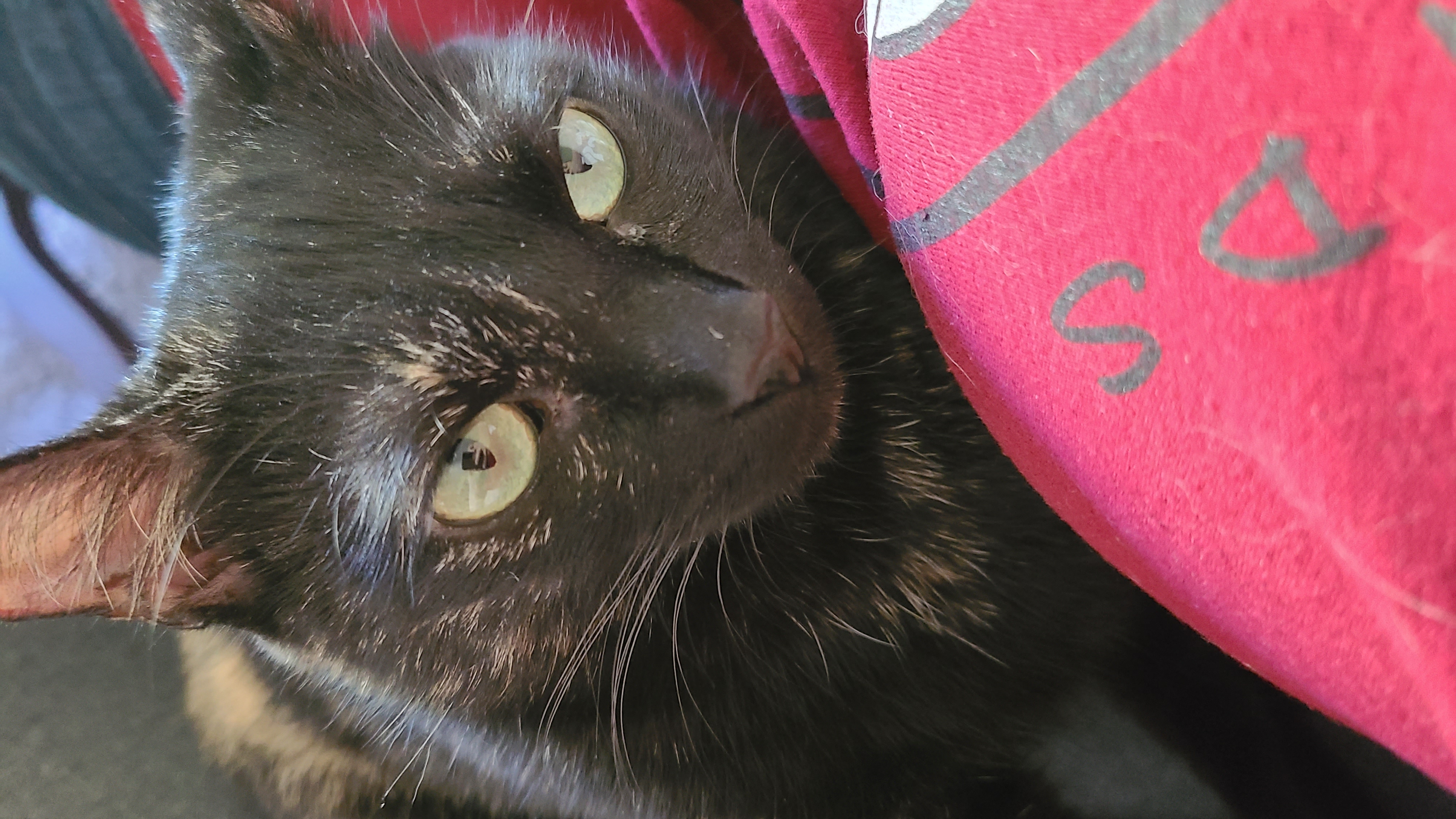 Spigot - Winterville, GA, a Adoptable mixed breed in Athens, GA image 4/6