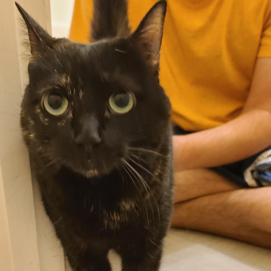 Spigot - Winterville, GA, a Adoptable mixed breed in Athens, GA image 5/6