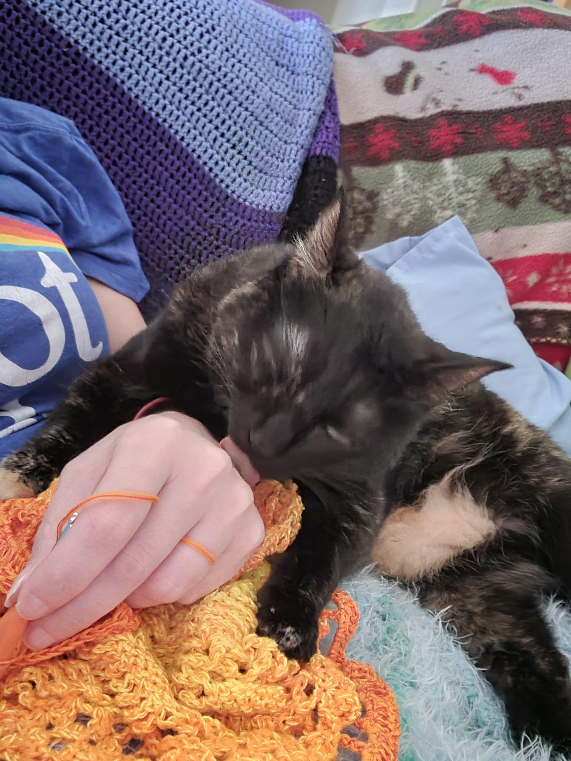 Enlarge Spigot - Watkinsville, GA, a Adoptable mixed breed in Athens, GA image 3/6