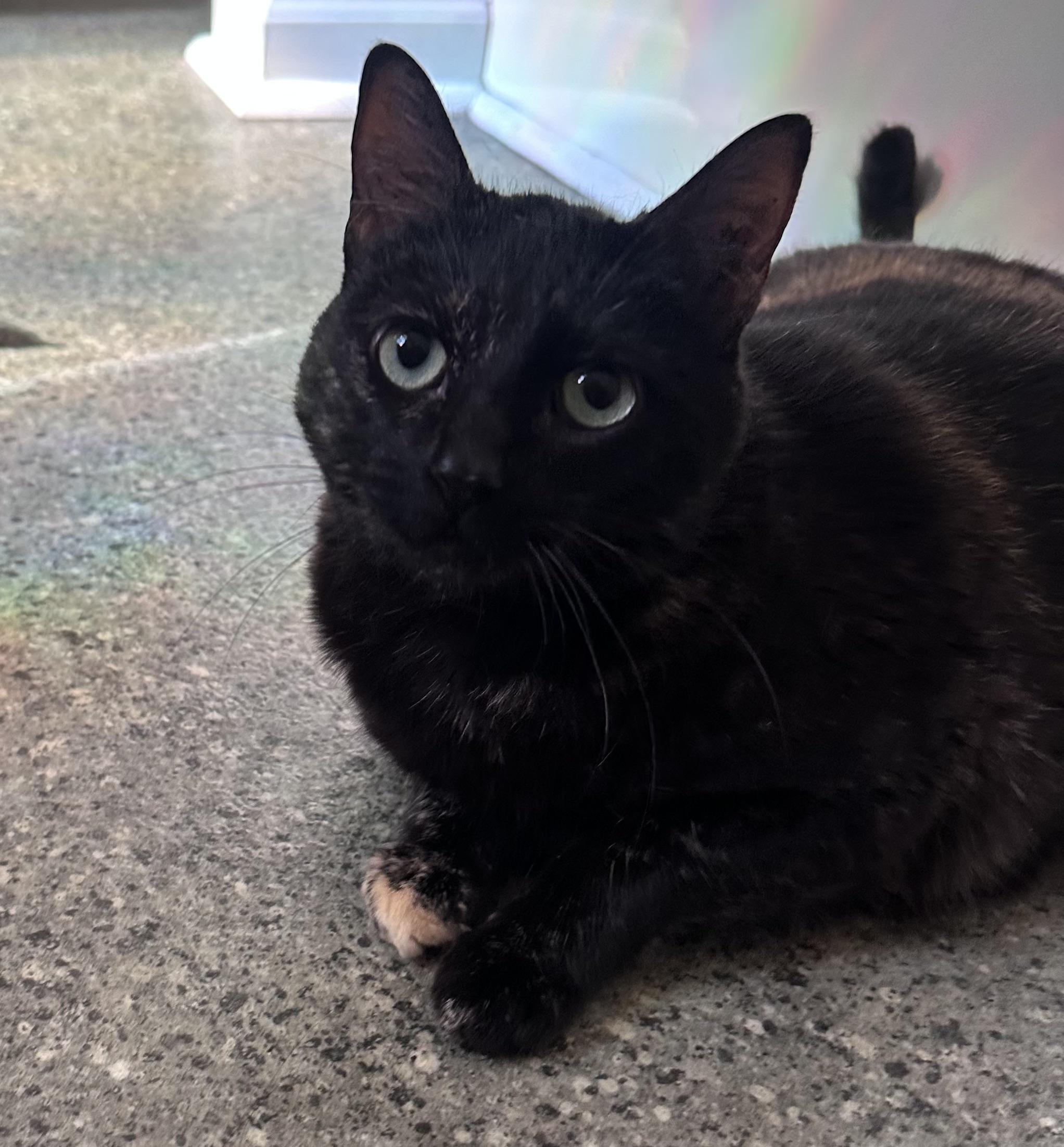 Spigot - Watkinsville, GA, a Adoptable mixed breed in Athens, GA image 6/6