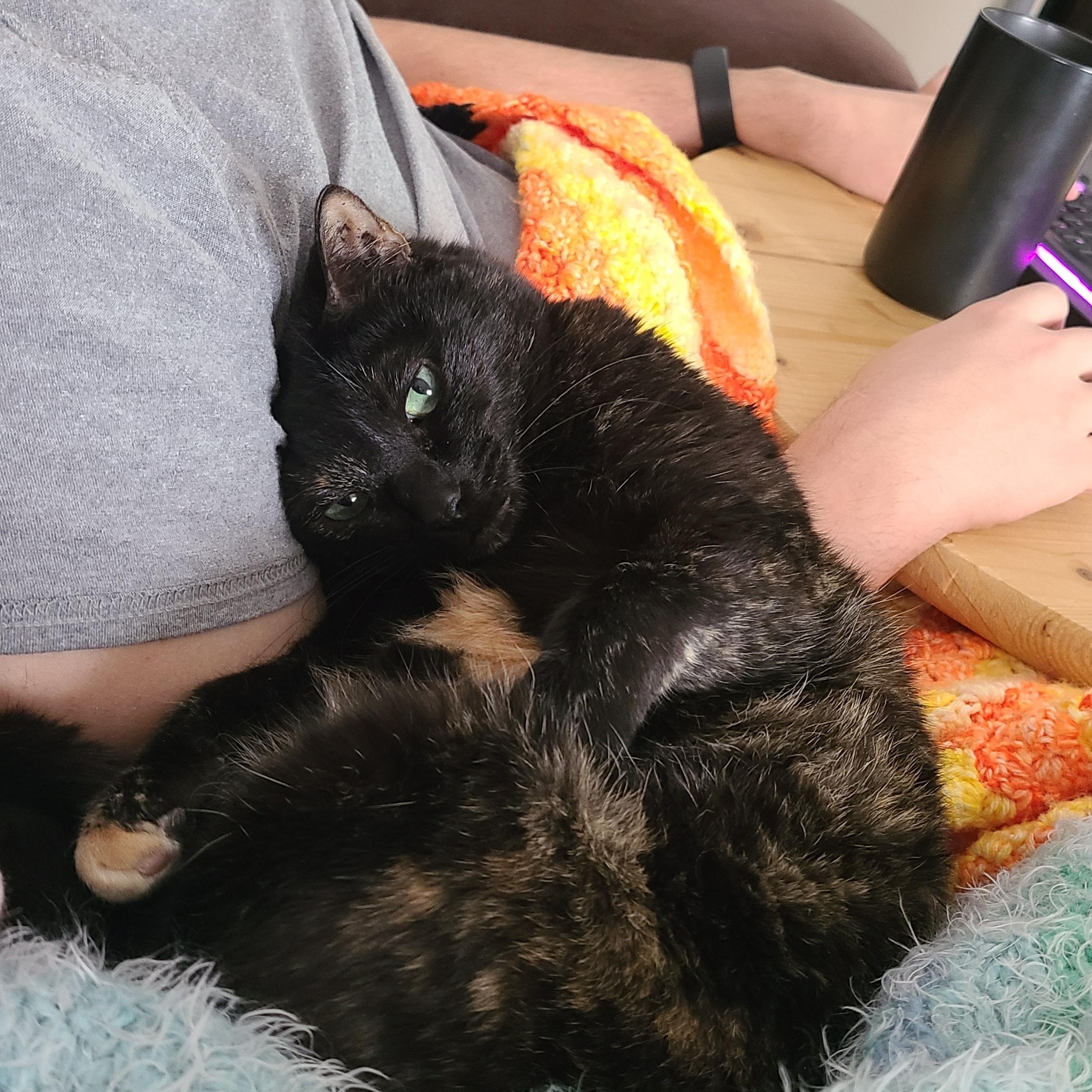 Spigot - Watkinsville, GA, Adoptable, Adult Female Domestic Short Hair & Tortoiseshell.