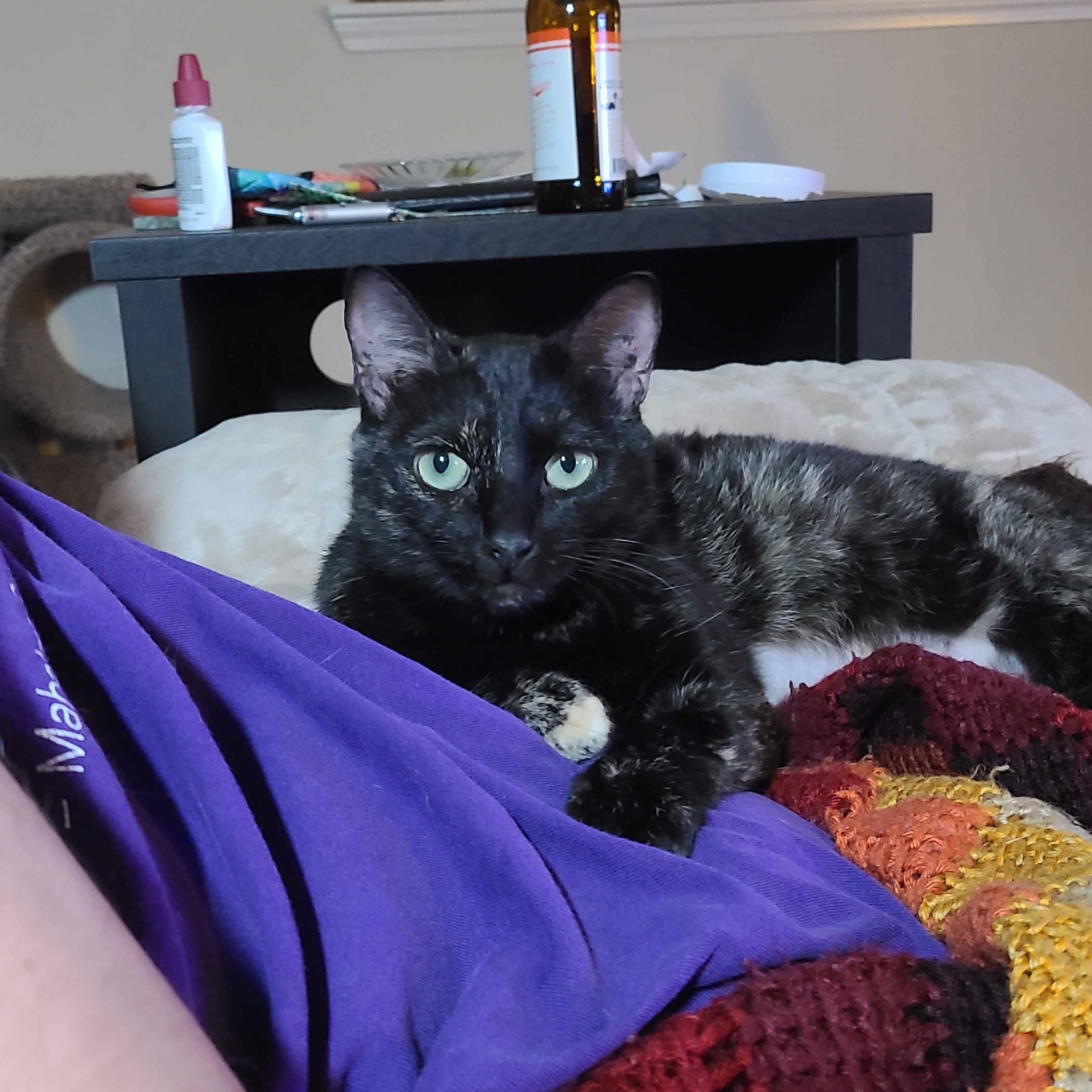 Spigot - Winterville, GA, Adoptable, Adult Female Domestic Short Hair & Tortoiseshell.