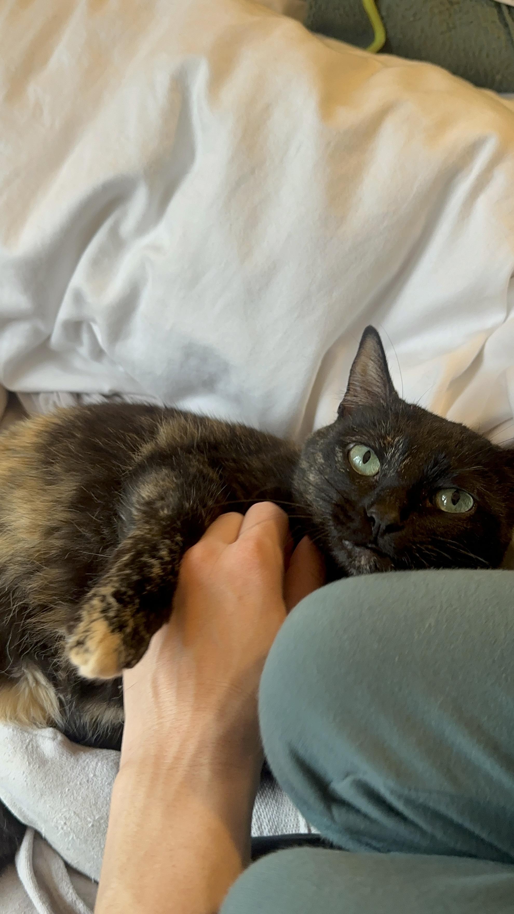 Spigot - Watkinsville, GA, Adoptable, Adult Female Domestic Short Hair & Tortoiseshell.