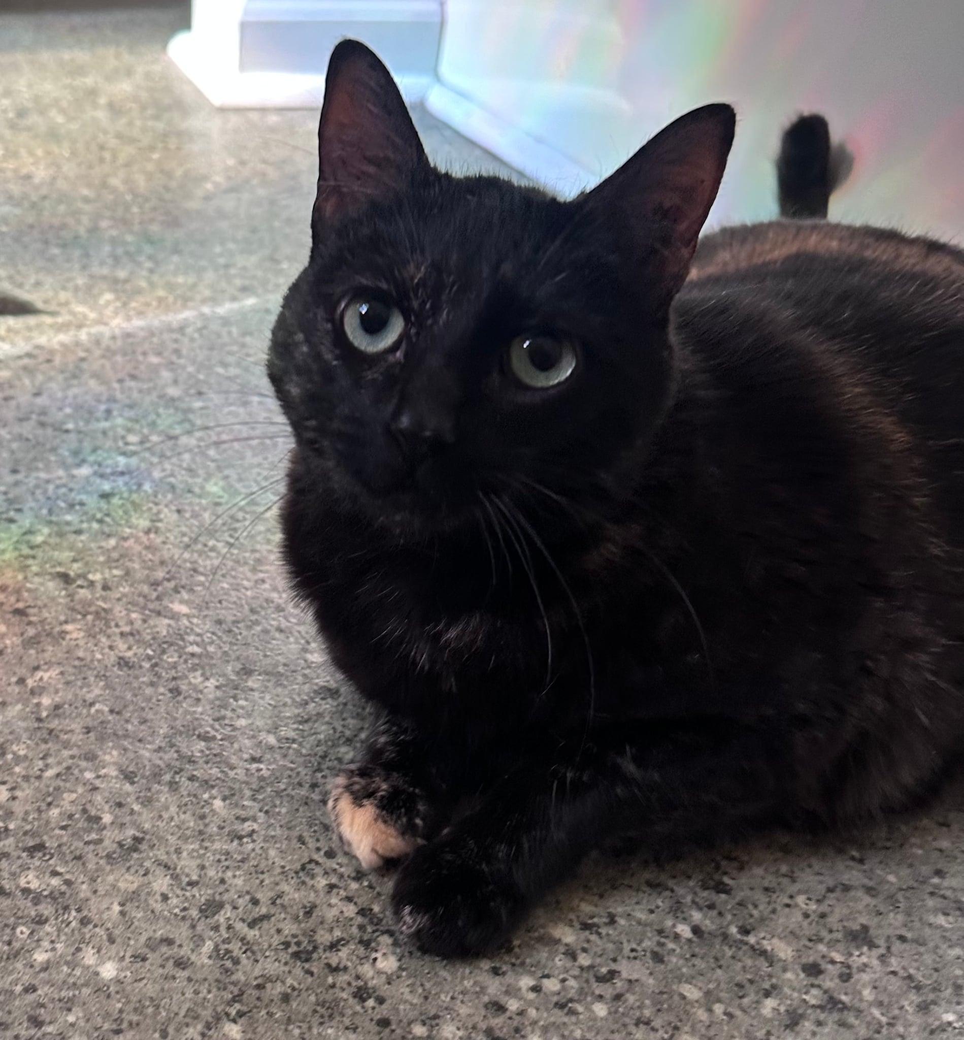 Spigot - Watkinsville, GA, Adoptable, Adult Female Domestic Short Hair & Tortoiseshell.