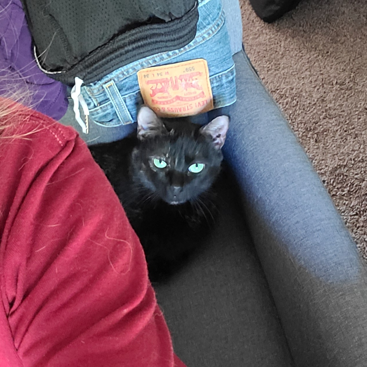 Spigot - Winterville, GA, a Adoptable mixed breed in Athens, GA image 6/6