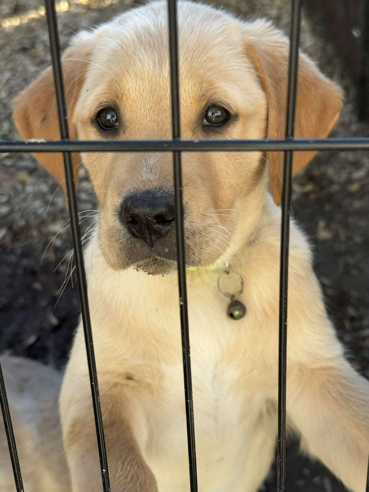 Alyssa, Adopted, Young Female Golden Retriever.