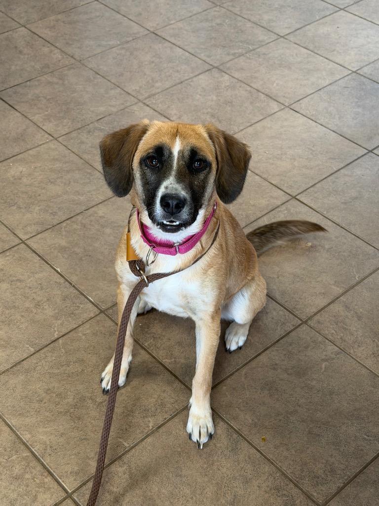 Enlarge Rhonda, a Adoptable mixed breed in Marion, OH image 1/1