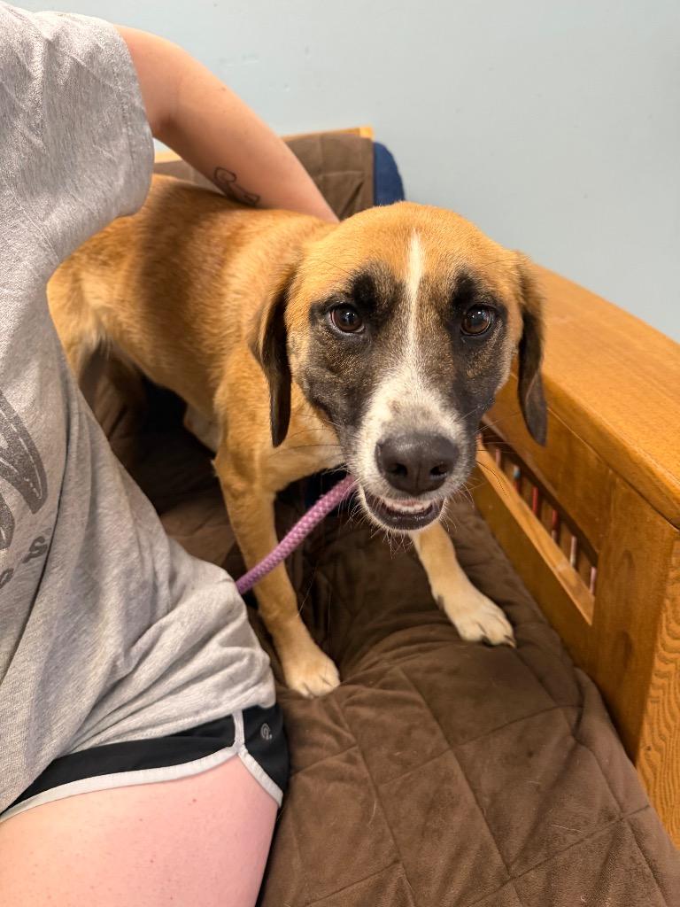 Enlarge Rhonda, a Adoptable mixed breed in Marion, OH image 1/1