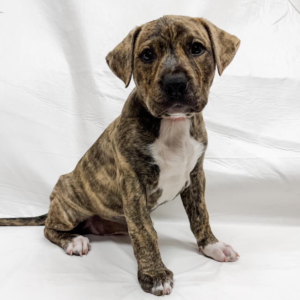 482 (2026) Tonka, Adoptable, Puppy Female Husky & Shepherd.