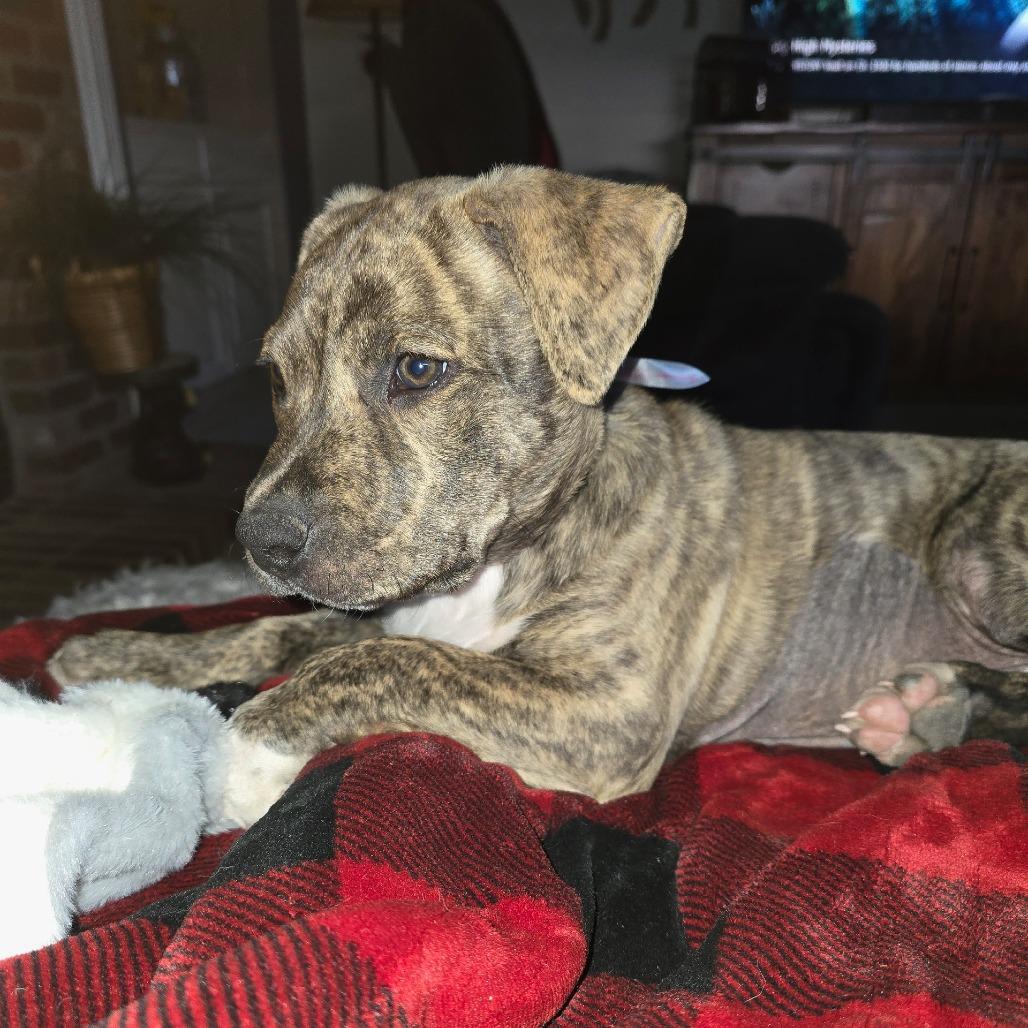 Enlarge 482 (2026) Tonka, a Adoptable mixed breed in Parker, CO image 2/6