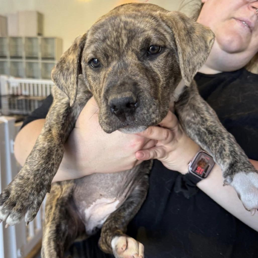 Enlarge 482 (2026) Tonka, a Adoptable mixed breed in Parker, CO image 3/6